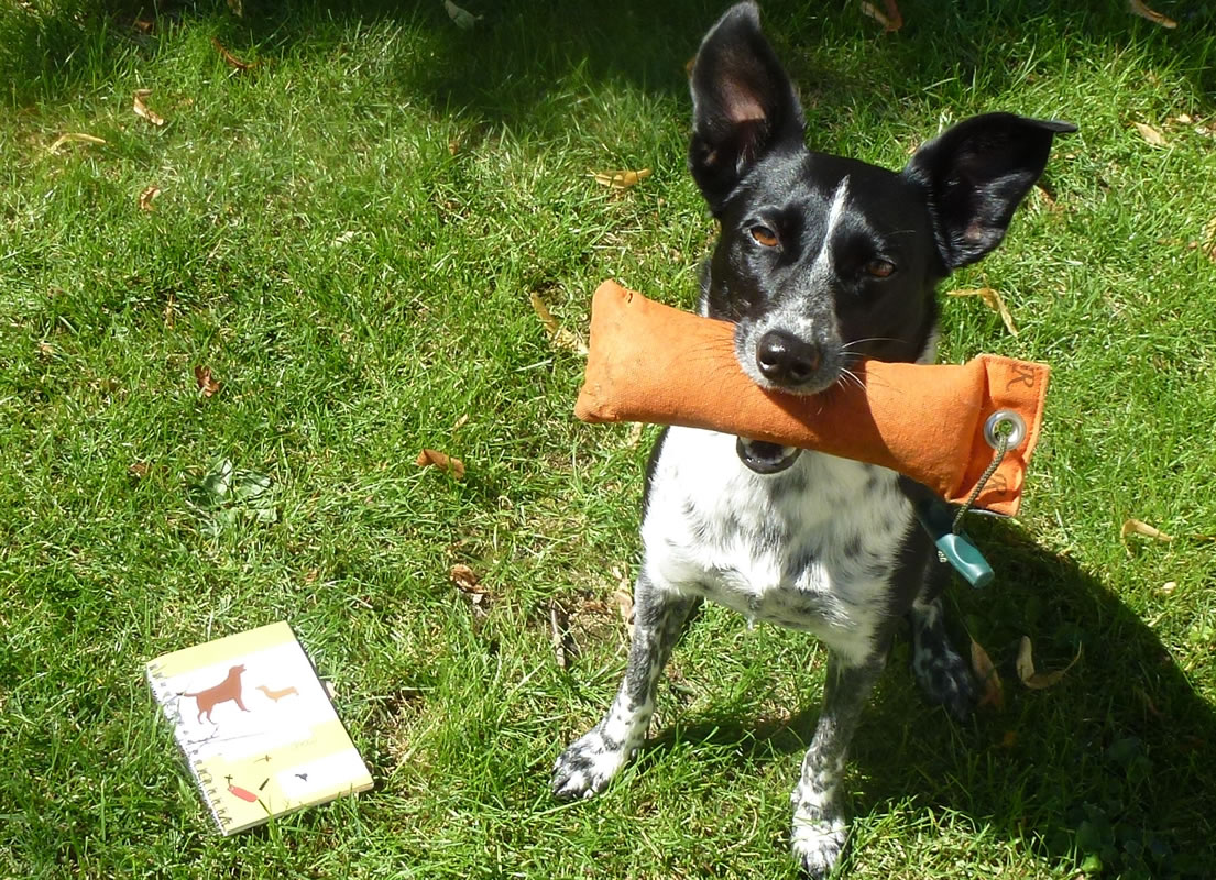 Kleinkind Hund3